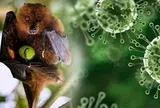 Virus Nipah: Chuyên gia chỉ rõ nhóm người có nguy cơ cao cần đặc biệt lưu ý