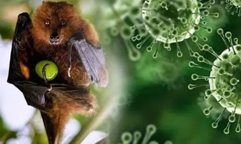 Virus Nipah: Chuyên gia chỉ rõ nhóm người có nguy cơ cao cần đặc biệt lưu ý