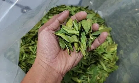 Loại lá ở Việt Nam rụng đầy gốc, "trời Tây" bán 7 triệu đồng vẫn hút khách
