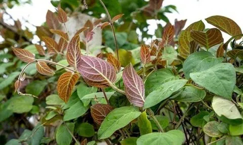 Loại lá "quét sạch" cơn ho mùa đông mà ít người biết