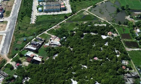 Đà Nẵng: Người dân quyết giữ rừng ngay đô thị giữa thời đất vàng