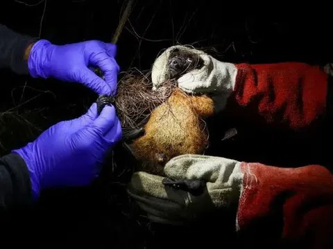 WHO xác nhận ca tử vong do virus Nipah