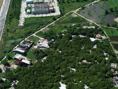 Đà Nẵng: Người dân quyết giữ rừng ngay đô thị giữa thời đất vàng